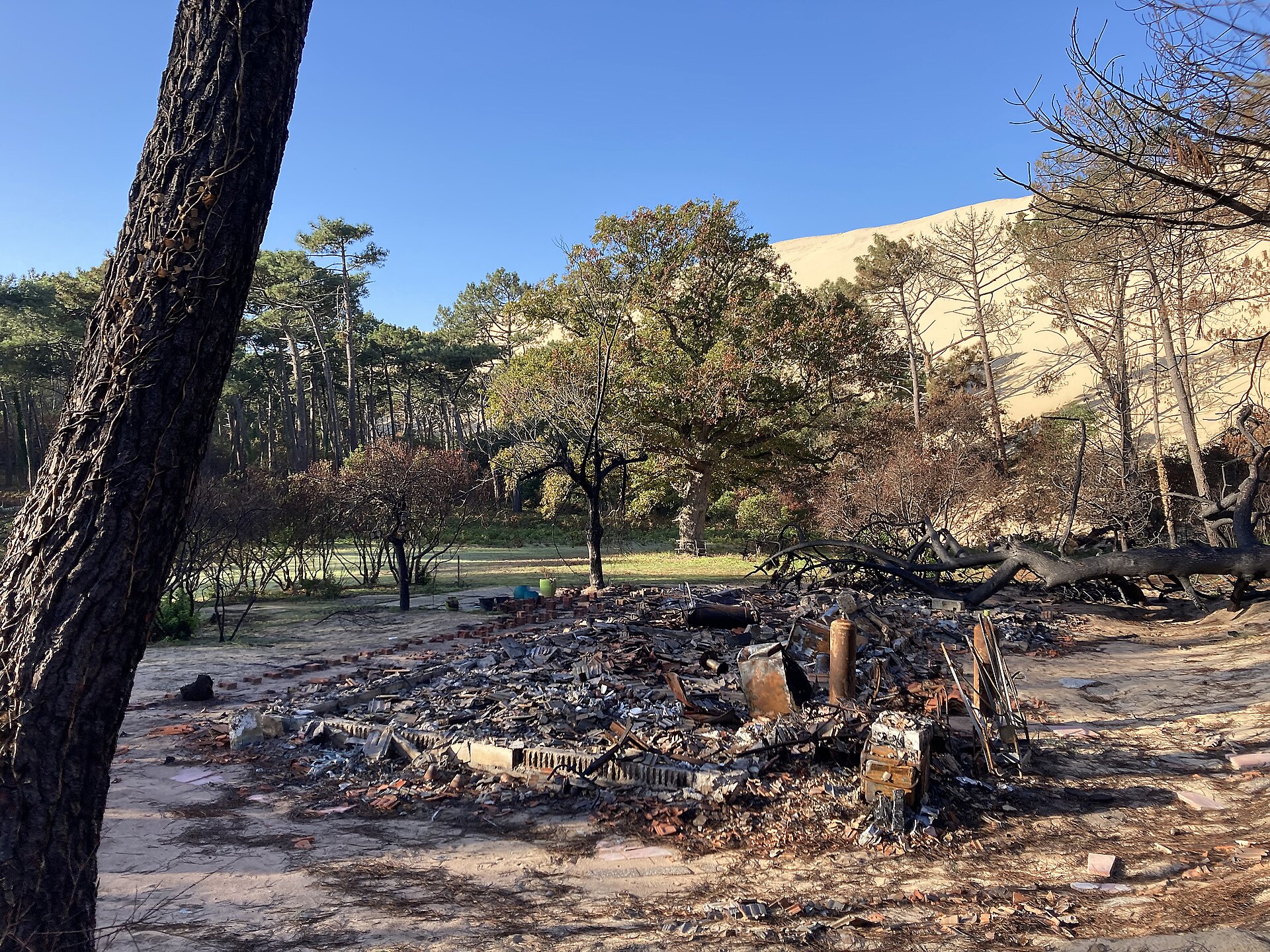 Terrain et arbres brûlés en Gironde après les incendies de 2022, photographie d'archive sans lien avec un feu actuel